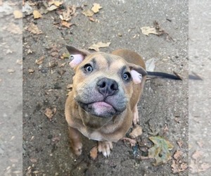 American Pit Bull Terrier Dogs for adoption in Evansville, IN, USA