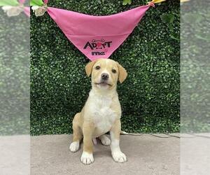 American Pit Bull Terrier-Labrador Retriever Mix Dogs for adoption in Grasswood, Saskatchewan, Canada