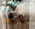Small #3 Poodle (Miniature) Mix