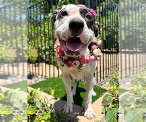 Clarabelle - Female American Pit Bull Terrier-Unknown Mix Dog for Adoption - Photo #7