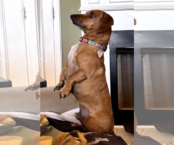 Medium Photo #7 Dachshund Puppy For Sale in Shelbyville, TN, USA