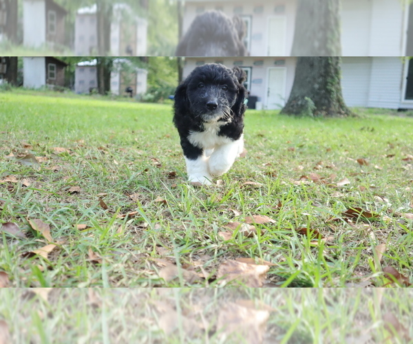 Medium Photo #5 Aussiedoodle Puppy For Sale in CONWAY, SC, USA