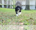 Small #4 Aussiedoodle