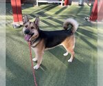 Small Photo #2 German Shepherd Dog Puppy For Sale in Upland, CA, USA