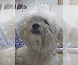 Maltese-Unknown Mix Dogs for adoption in Rocky Mount, NC, USA