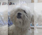 Small Maltese Mix