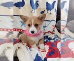 Small #8 Pembroke Welsh Corgi