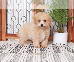 Poochon Puppy for sale in NAPLES, FL, USA