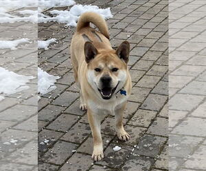 Chow Chow-Unknown Mix Dogs for adoption in Spring Lake, NJ, USA