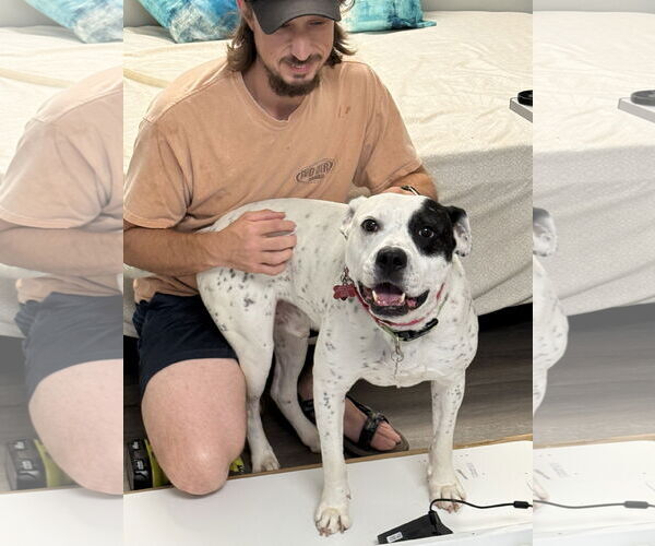 Medium Photo #4 American Bulldog-Labrador Retriever Mix Puppy For Sale in Atlanta, GA, USA