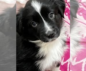 Miniature American Shepherd Puppy for sale in SWANTON, OH, USA
