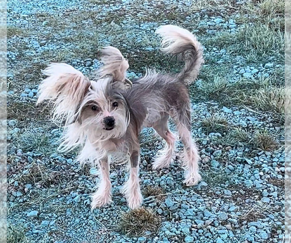 Medium Photo #1 Chinese Crested Puppy For Sale in DECATUR, TX, USA