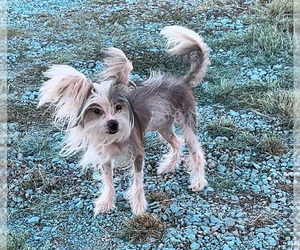 Father of the Chinese Crested puppies born on 03/12/2026