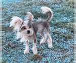 Small Photo #1 Chinese Crested Puppy For Sale in DECATUR, TX, USA