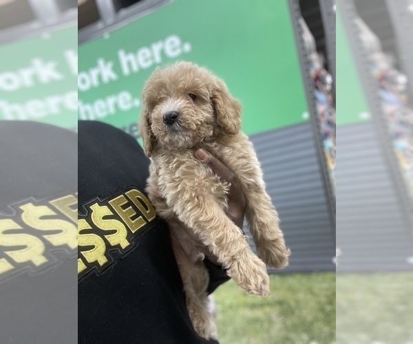 Medium Photo #9 Goldendoodle (Miniature) Puppy For Sale in DETROIT, MI, USA