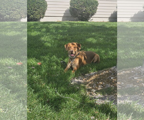 Medium Photo #1 Labrador Retriever-Unknown Mix Puppy For Sale in COLUMBIA, MD, USA