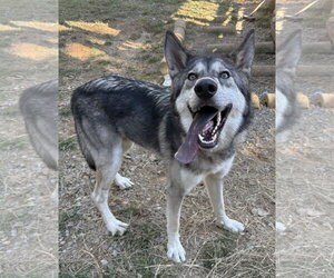 261610  Balto - Male Gerberian Shepsky Dog for Adoption - Photo #2
