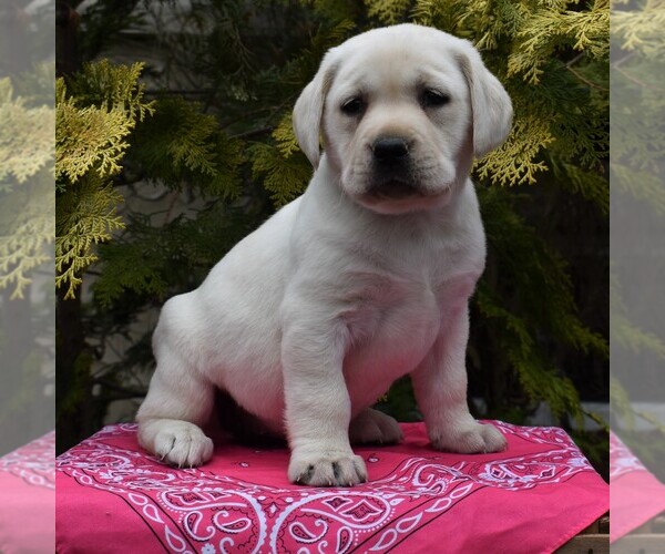 Medium Photo #4 Labrador Retriever Puppy For Sale in MILLERSTOWN, PA, USA