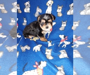 Morkie Puppy for sale in LAPEER, MI, USA