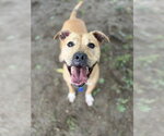 Small Photo #6 Mutt Puppy For Sale in Brewster, NY, USA