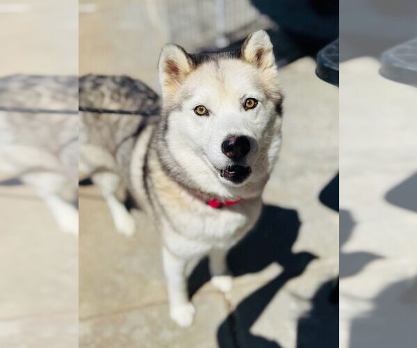 Medium Photo #2 Shiba Inu-Siberian Husky Mix Puppy For Sale in Claremore, OK, USA