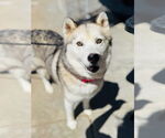 Small #1 Shiba Inu-Siberian Husky Mix