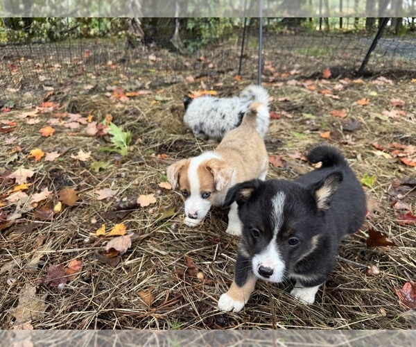 Medium Photo #5 Aussie-Corgi Puppy For Sale in ESPERANCE, NY, USA