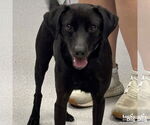 Small #2 Labrador Retriever