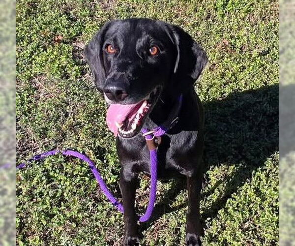 Medium Photo #2 Labrador Retriever-Unknown Mix Puppy For Sale in Ocala, FL, USA