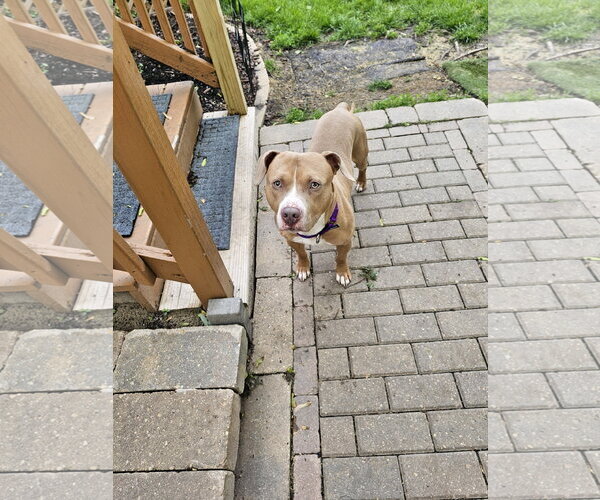 Medium Photo #1 Mutt Puppy For Sale in Crete, IL, USA