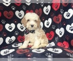 Small #3 Cockapoo