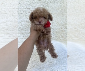 Poodle (Toy) Puppy for sale in JEFFERSONVILLE, IN, USA