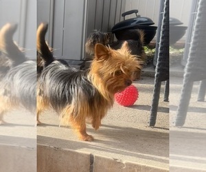 Yorkshire Terrier Puppy for sale in BERWYN, IL, USA