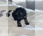 Small #1 ShihPoo