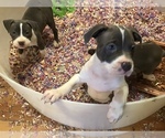 Small Photo #1 American Pit Bull Terrier Puppy For Sale in MARIANNA, FL, USA