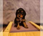 Puppy 4 Cavalier King Charles Spaniel-Miniature Australian Shepherd Mix