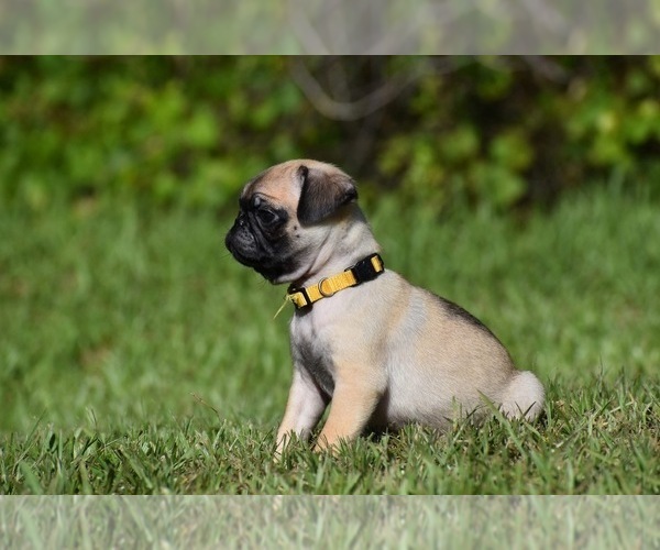 Medium Photo #3 Pug Puppy For Sale in PALM COAST, FL, USA