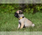 Small #2 Pug