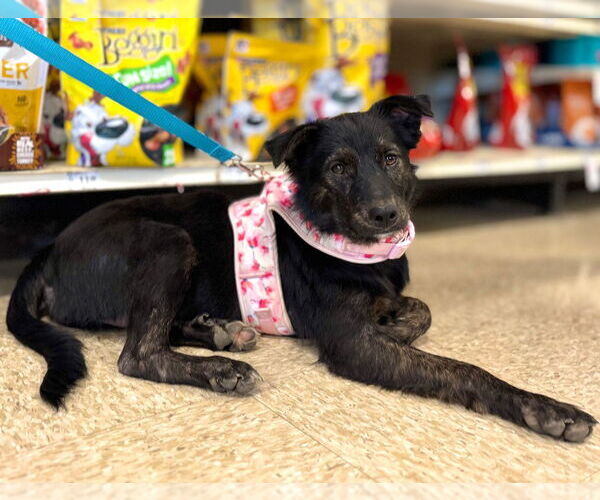 Medium Photo #4 Mutt Puppy For Sale in Claremore, OK, USA