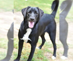 Mutt Dogs for adoption in The Woodlands, TX, USA