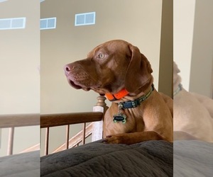 Father of the Vizsla puppies born on 08/19/2019