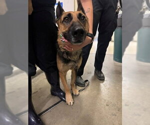 German Shepherd Dog Dogs for adoption in Burbank, CA, USA