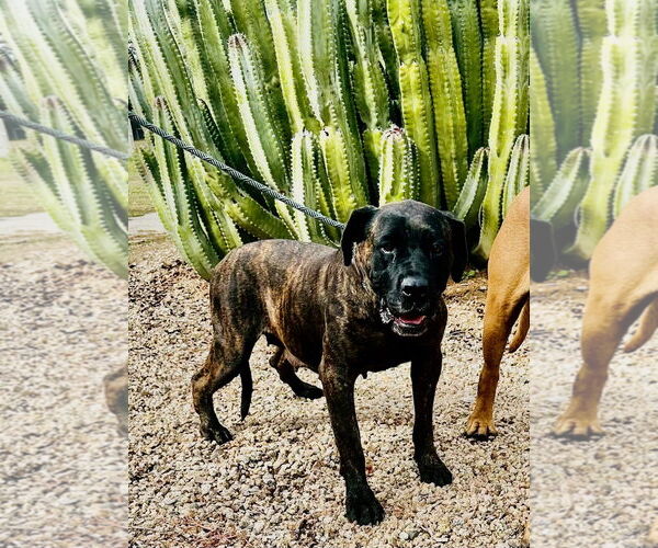 Medium Photo #2 Mutt Puppy For Sale in Goodyear, AZ, USA