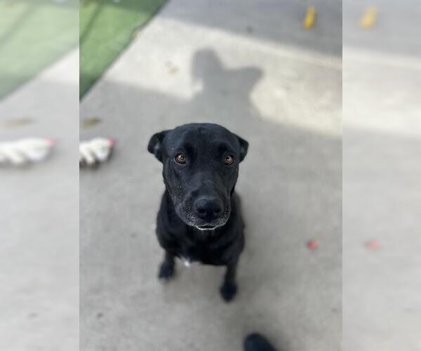 Medium Photo #1 Labrador Retriever-Unknown Mix Puppy For Sale in Chula Vista, CA, USA