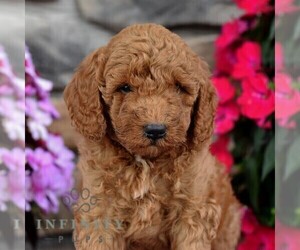 Miniature Labradoodle Puppy for sale in MILL HALL, PA, USA