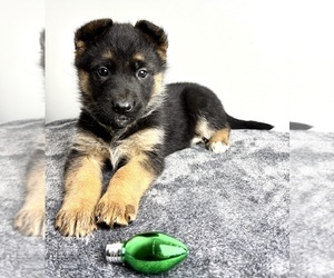 German Shepherd Dog Puppy for sale in INDIANAPOLIS, IN, USA