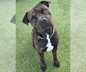 Mutt Dogs for adoption in Houston, TX, USA