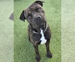 CHATA - Female Mutt Dog for Adoption - Small photo