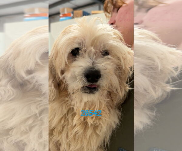 Medium Photo #1 Maltese-Unknown Mix Puppy For Sale in Chico, CA, USA