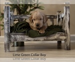 Puppy 7 Doodle-Goldendoodle Mix